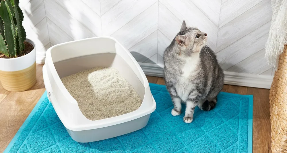 How to Prevent Your Cat from Peeing on Clothes
