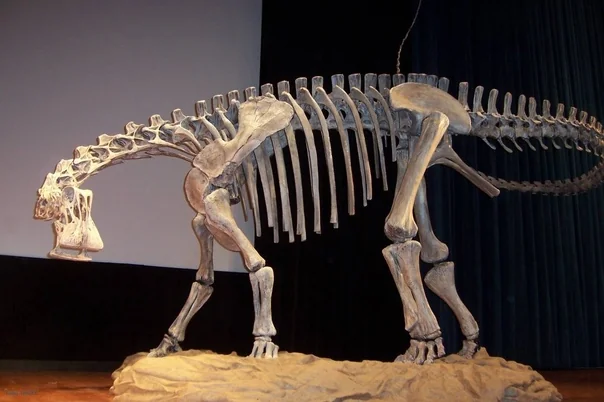 A Unique Body Structure