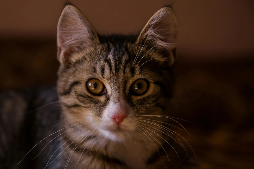 how to remove cat pee smell out of clothes